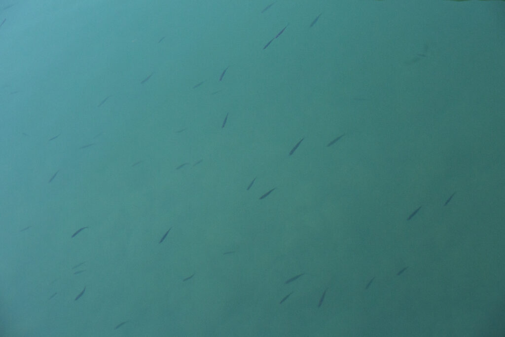 Tiny juvenile fish swim in turquoise water