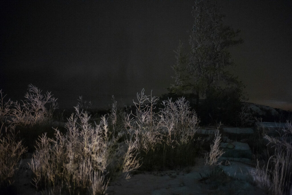 Bushes in the dark