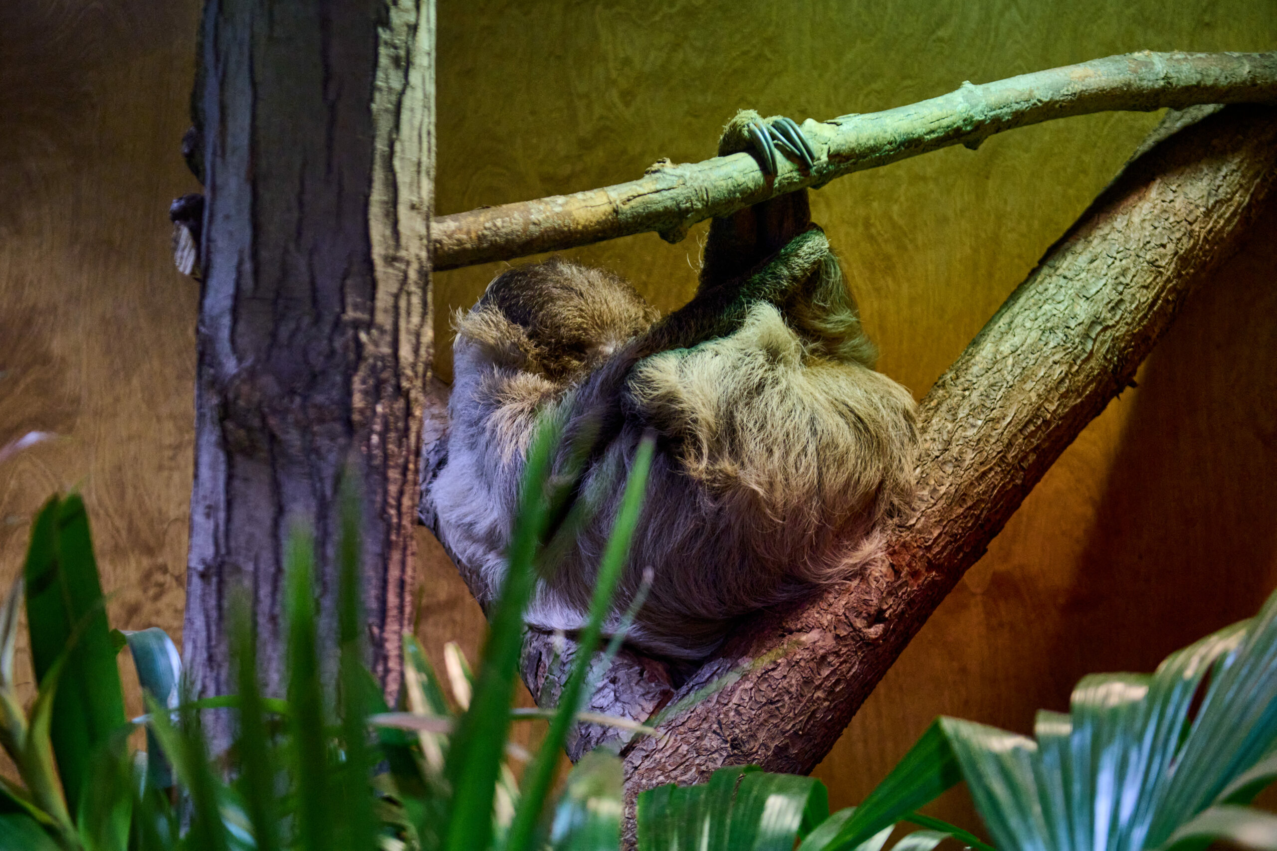 A two-toed sloth hangs on a branch.