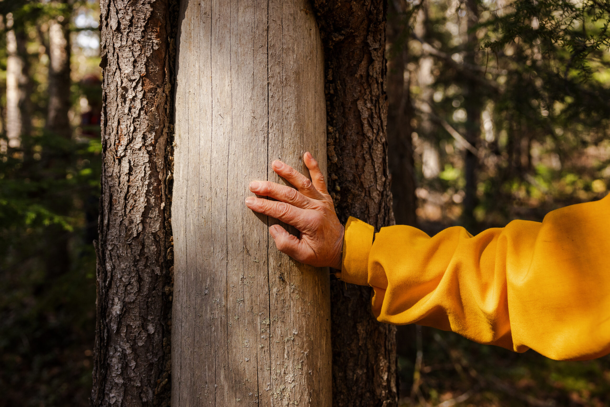 Gitanyow Elder Darlene Vegh's hand on a bark strip