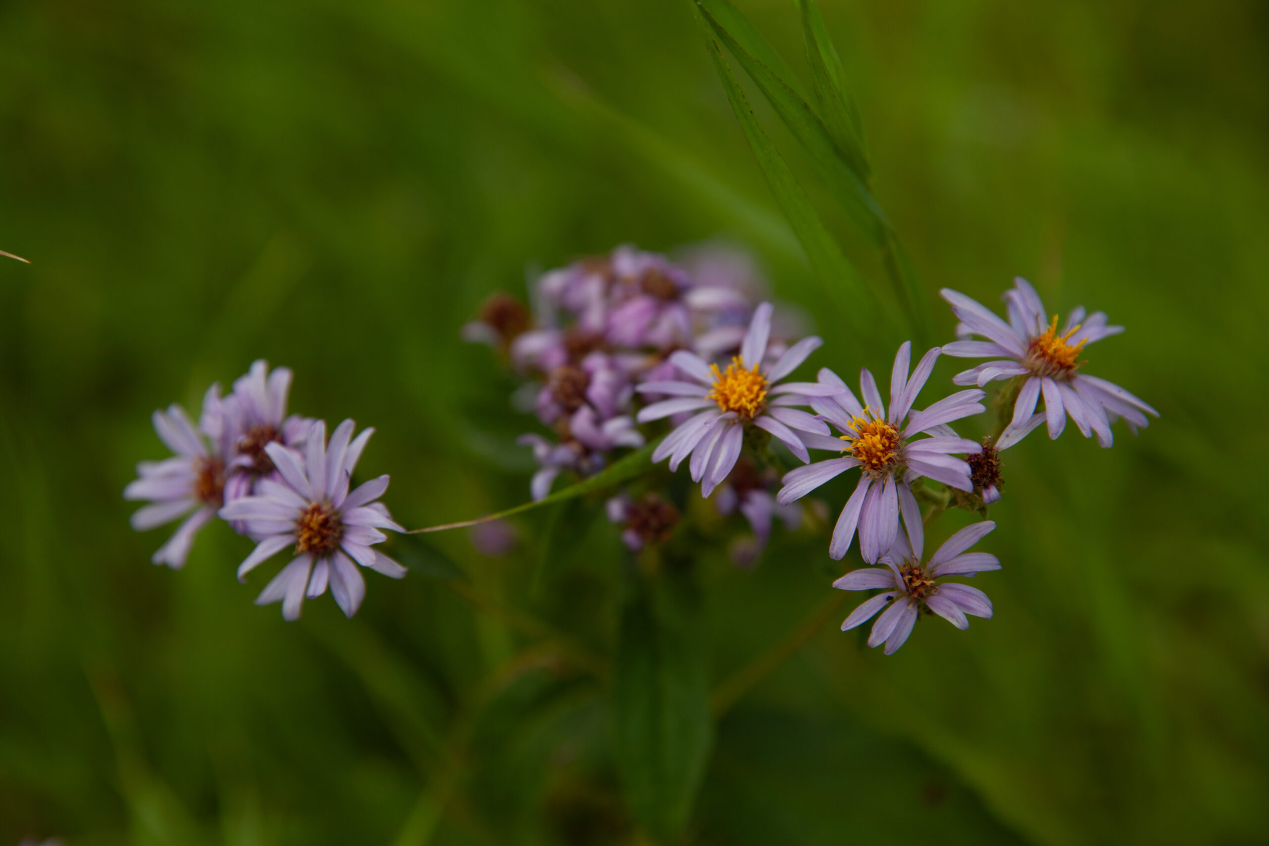 Smooth blue aster and goldenrod often grow together in Elk Island National Park, providing vital habitat and forage for pollinators and wildlife. This pair attracts bees and butterflies, supporting the diverse ecosystem that sustains the park’s Buffalo population. 