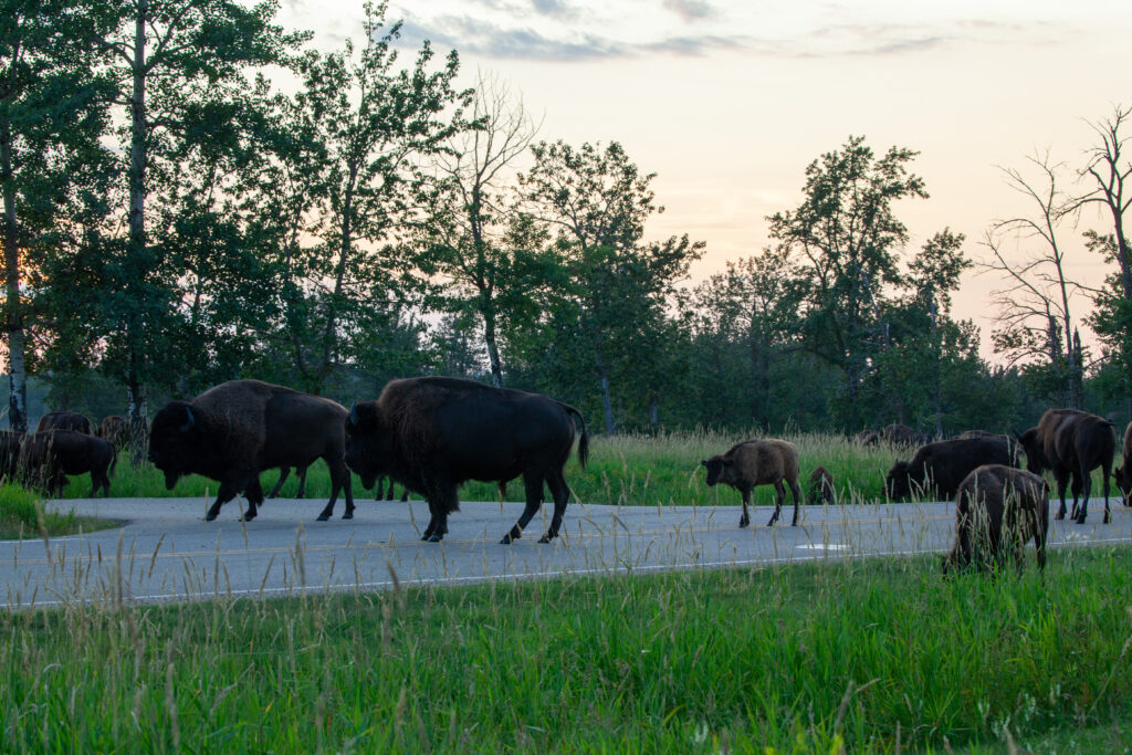 A herd of buffalo meander across a prairie road at sunset