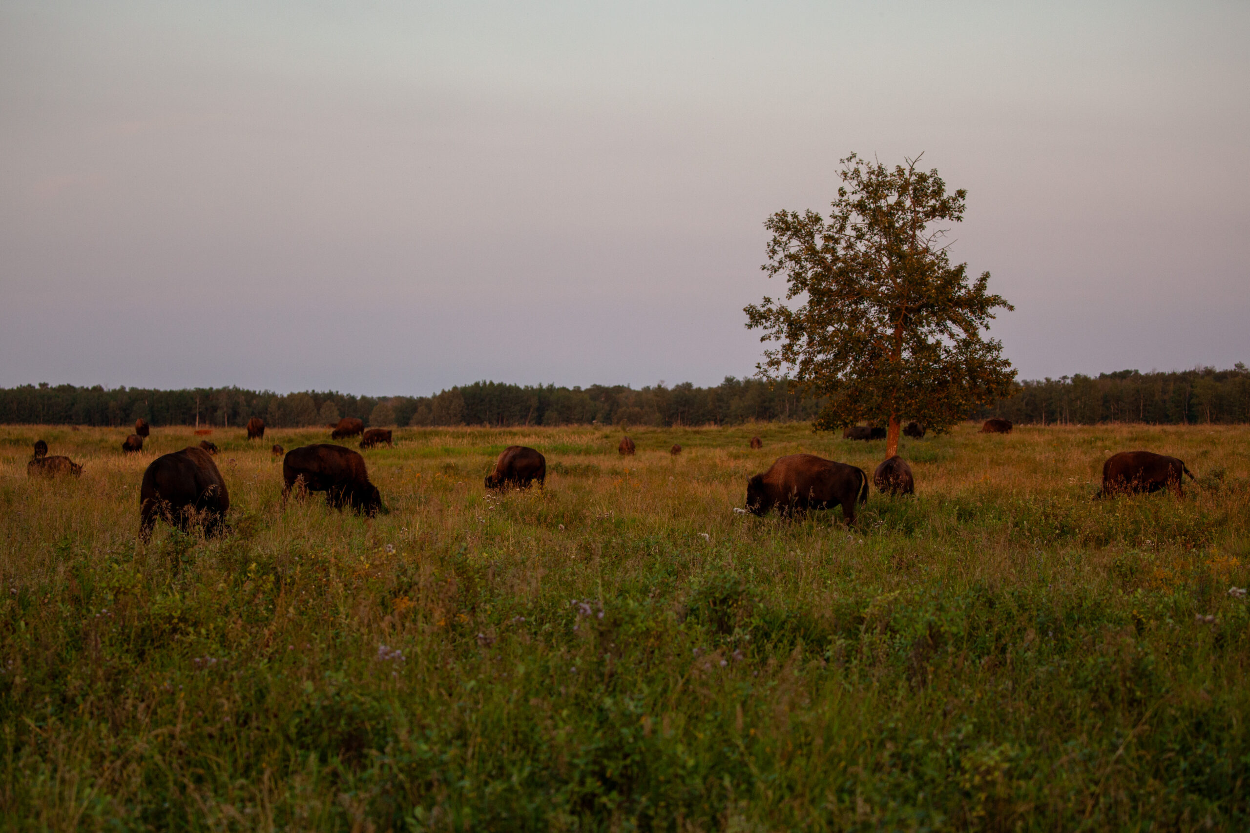 A buffalo herd grazes in the mixed grass prairie grassland at Elk Island National Park, surrounded by smooth blue aster and goldenrod. Ninety percent of the prairie biome consists of roots below the soil's surface and grazing by Buffalo promotes the growth of wildflowers within the grassland.