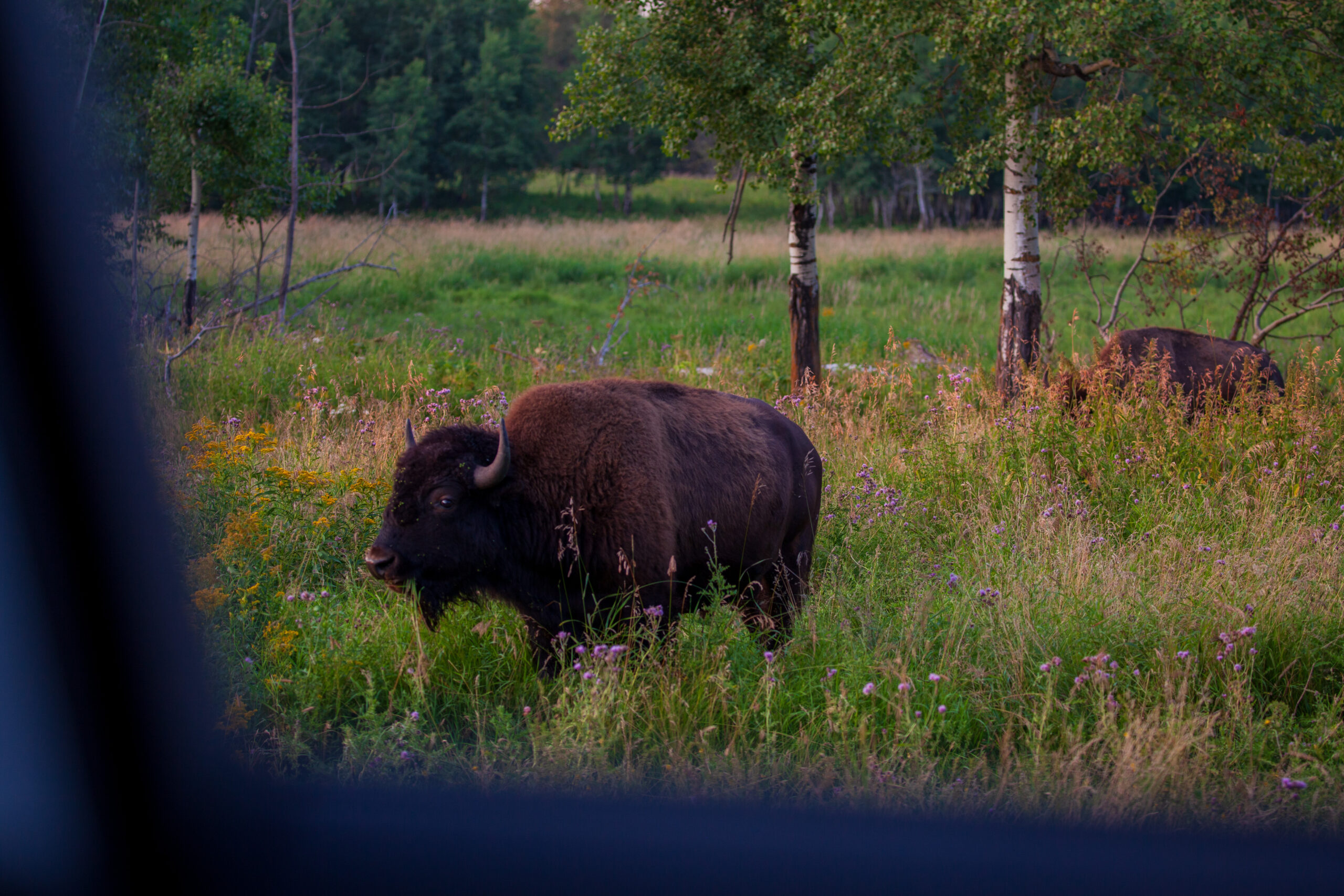 A bull bison, visible through a car window, stands in a field of smooth blue aster and goldenrod