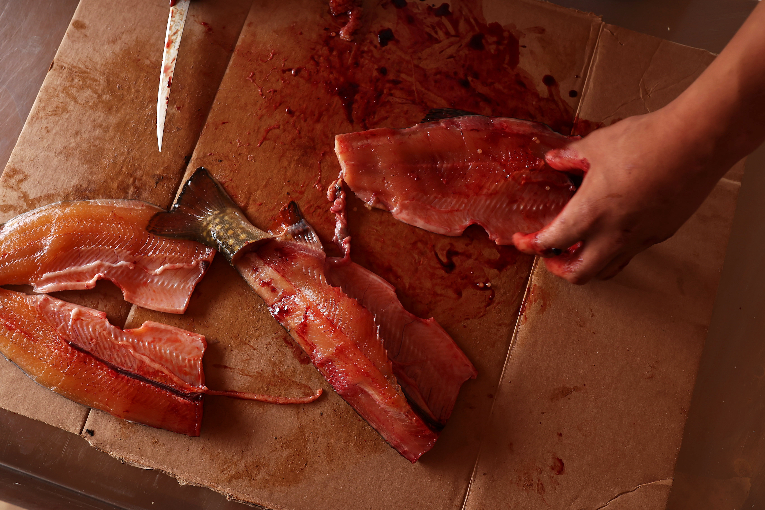 A person's hands and freshly caught brook trout are cleaned and filleted in preparation
