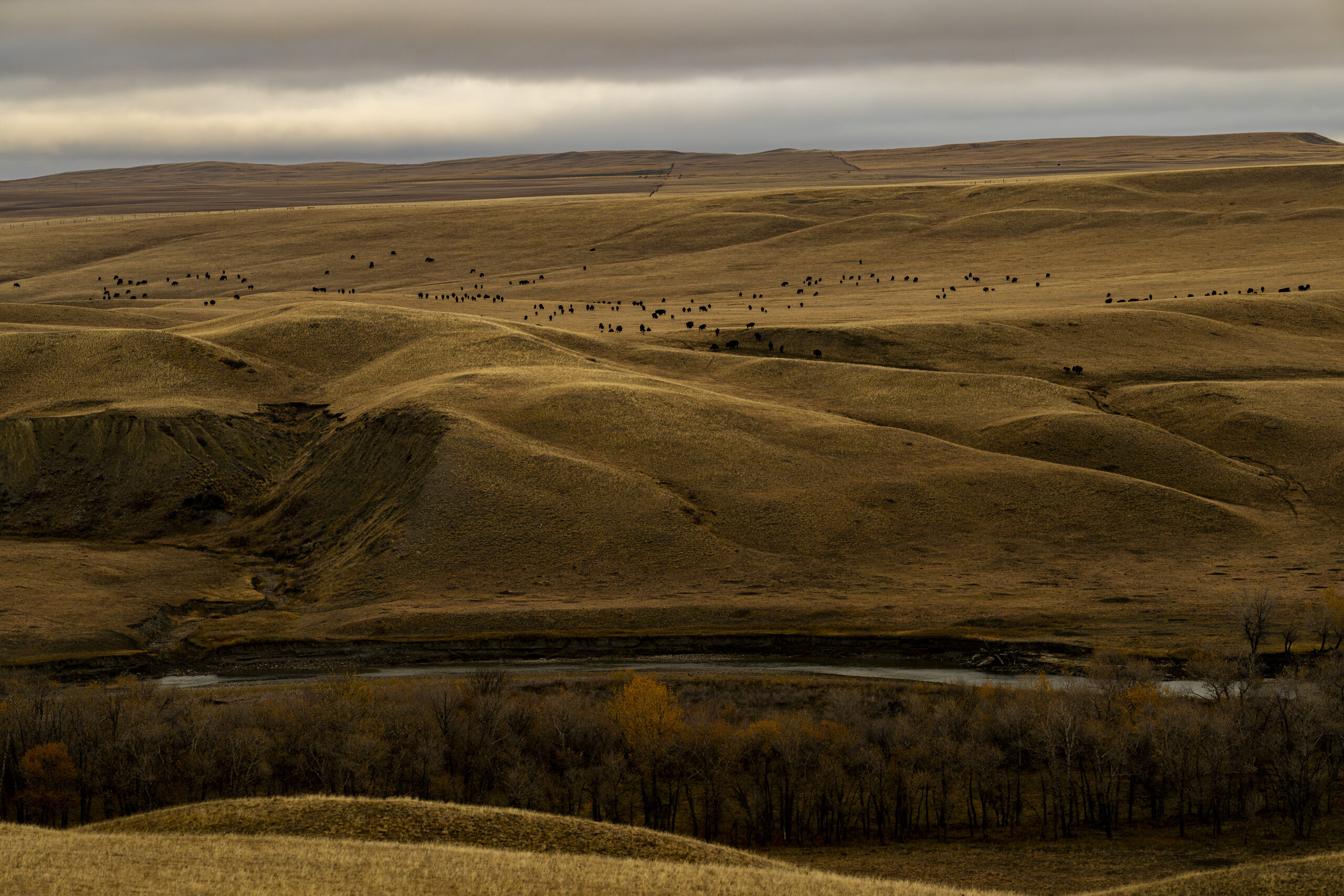 Many tiny bison dot the landscape in the distance