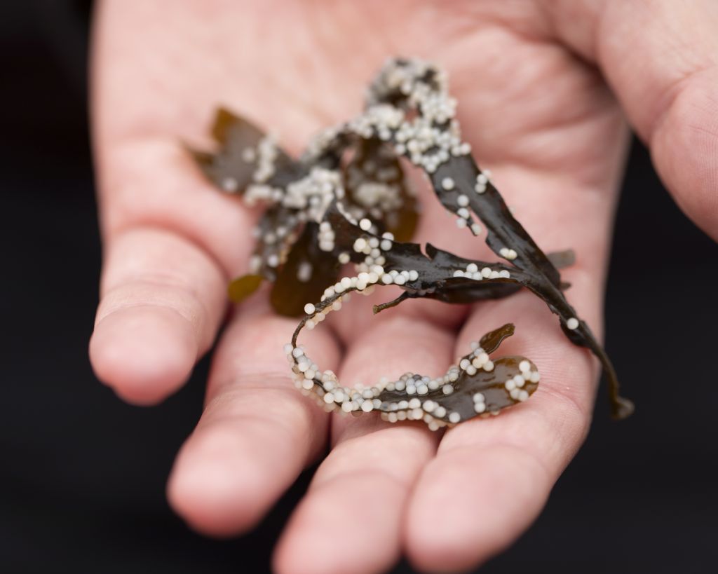 Unfertilized ch’éḿesh (herring eggs) on seaweed